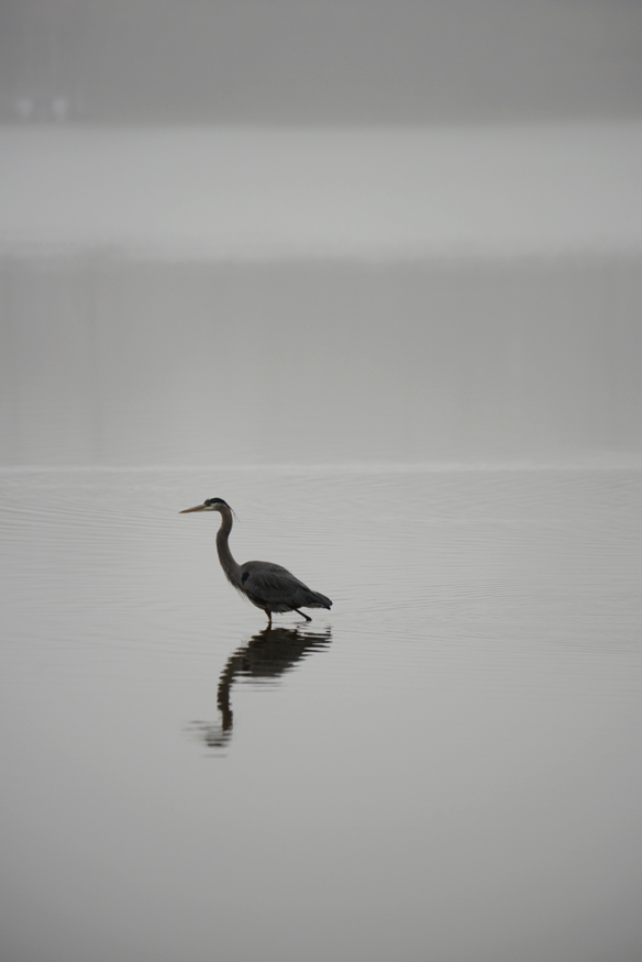 fog11313c